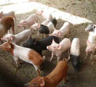 Schweinezucht