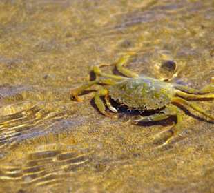 Strand in Bibione Juni 2012
