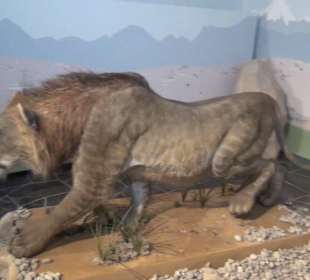 Ausstellung Eis Safari