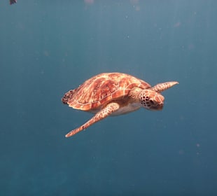 Tierwelt unter Wasser