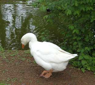 Tierpark Vogelhäusel Rauenberg