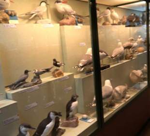 Naturhistorisches Museum