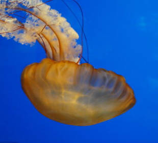 California Academy of Sciences