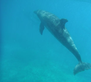 Traumhaft - Delfinausflug Mai 2014