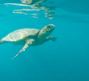 Schnorcheln Marsa Alam