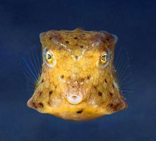 Underwater World Pemuteran