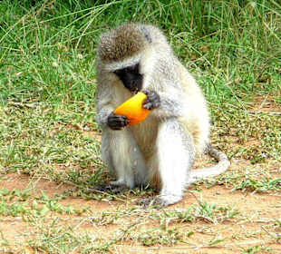 Die Orange ist auch nicht zu verachten!