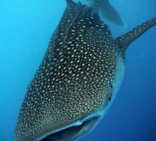 Walhai im Roten Meer