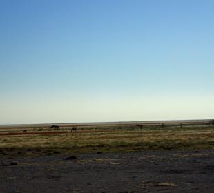 Etosha