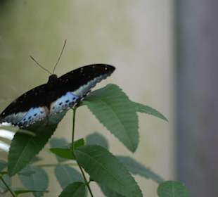 Schmetterlingshaus Mainau