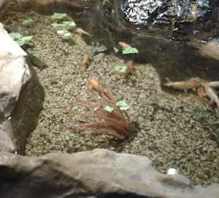 Aquarium in Hurghada