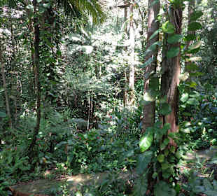 Regenwald