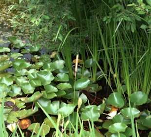 ALB-GOLD Naturgarten