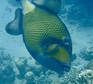 Schnorcheln Makadi Bay