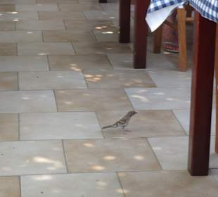 Bird on the Floor