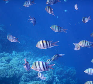 Fische