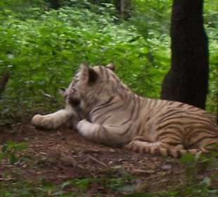 Tiger bei der Mittagsruhe