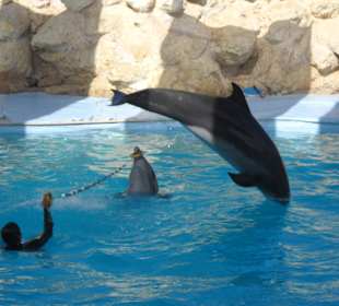 Delfinarium w Sharm