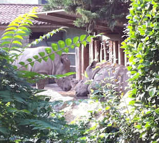 La coppia di rinoceronti bianchi