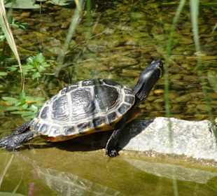 Am Teich der Gärten von Schloss Trauttmansdorff