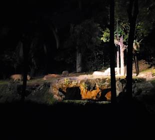 Löwe bei der Night Safari