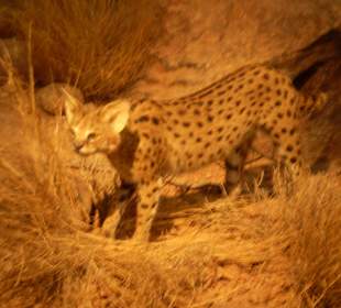 Zoologisches Forschungsmuseum Alexander Koenig