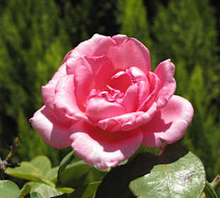 Rose auf dem Kirchengelände