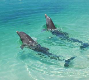 Delfine am Playa Sirenas