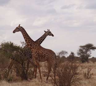 Tierwelt im Nationalpark