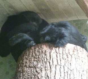 Siamang schlafend
