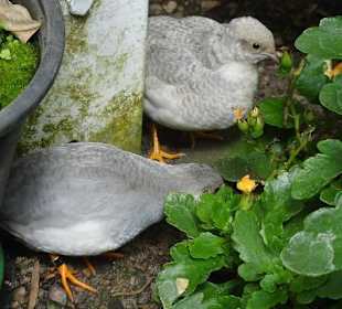 Nicht so einfach auf`s Bild zu bekommen