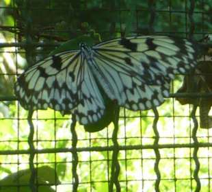 Schmetterling