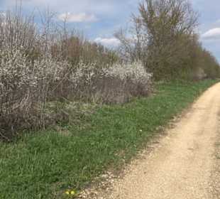Vulkankrater-Rundweg Apfelstetten