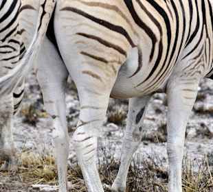 Trächtiges Zebra
