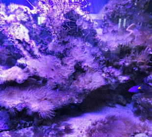 Korallen als Baumeister des Jura