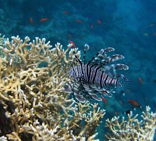 Rotfeuerfisch am Big Riff