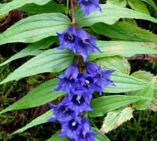 Blütenpracht am Weg