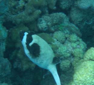 Unterwasserwelt Hausriff Arabia Beach