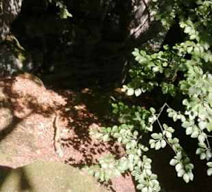 Weg durch Wald und Fels