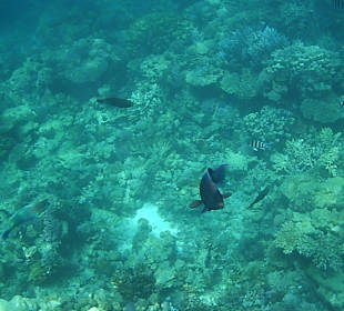 Schnorcheln Hurghada