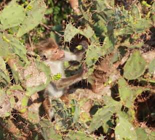 Affe im Bundala National Park