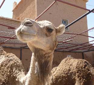 Ich bin ein Kamel