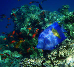 Arabischer Kaiserfisch