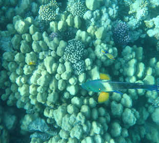 Die Fische kommen echt nah