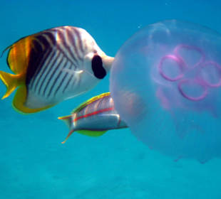 Quallen schmecken wohl