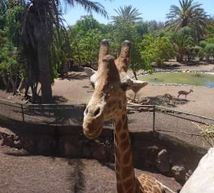 Giraffengehege