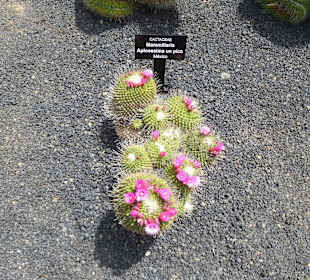 Im Garten Jardin de Cactus
