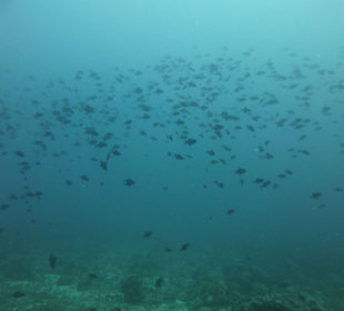 Fische, Fische