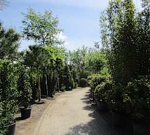 Peterhof-Pflanzen in Hanhofen