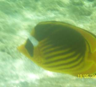 Einer von 1000den schönen Fischen